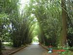 Bambuszfa stny